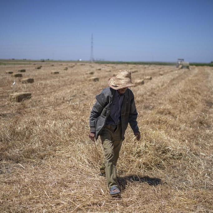 Climate change imperils drought-stricken Morocco鈥檚 cereal farmers and its food supply